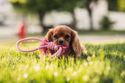 高清壁纸 可爱的 动物 犬类 狗 草 草地 户外 宠物 小狗