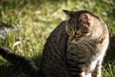 猫咪 动物 捕食者 猫 毛皮 老虎 危险的 小猫