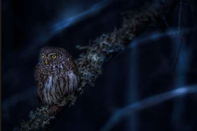 欧亚侏儒猫头鹰 猫头鹰 鸟 Glaucidium Passerinum