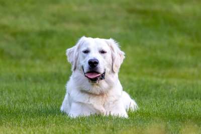 金毛猎犬 狗 宠物 动物 国内的 犬类 哺乳动物 高清壁纸