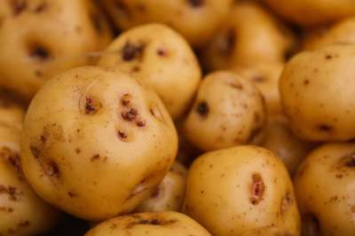 爸爸Criolla 土豆 蔬菜 食品 生态 美食 菜单 场地