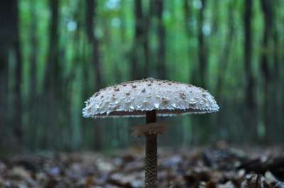 蘑菇 森林 秋季 鹿肉蘑菇