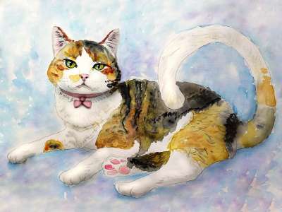猫 3颜色 纵向 捕食者 宠物 小猫 毛茸茸 哺乳动物 动物