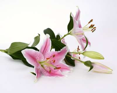 百合 开花 花 粉色的 白色的 绿色 关闭 雄蕊 橡皮图章