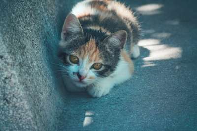 猫咪 动物医院 哺乳动物 猫 动物 老虎 毛皮 肖像 肉食的