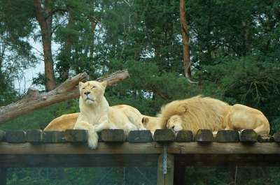 狮子 母狮 捕食者 猫 睡觉 疲劳的 苹果浏览器 毛皮 哺乳动物