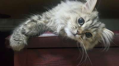 猫 动物 波斯语