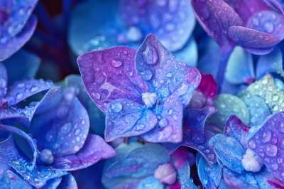 绣球花 开花 关闭 水滴 蓝色的 紫色的 明亮的 背景 绣球花