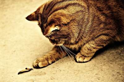 猫 宿醉 棕褐色 可爱的 鲭鱼 老虎 舒适 动物 家猫 毛皮
