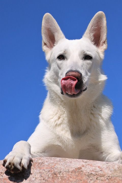 狗 白色牧羊犬 白色的