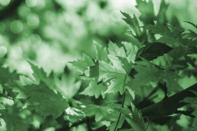 树叶 枫 生长 植物学 叶子 背景 自然 树 花园