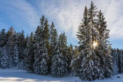 冬天 自然 树木 季节 户外 森林 荒野 雪 松树 冬季景观