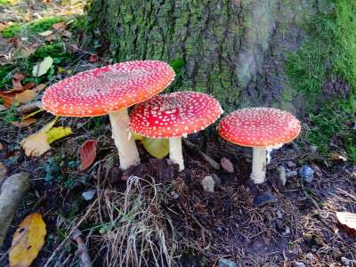 毒菌 蘑菇 落下 森林 苔藓