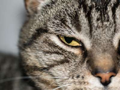 猫 眼睛 猫眼 看法 手表 看 老虎 英国短毛猫 鼻子 毛皮