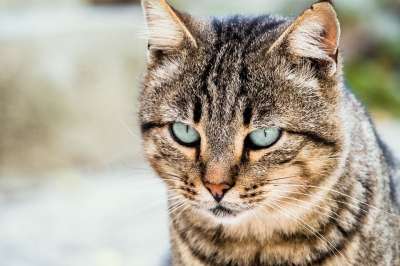 猫咪 哺乳动物 猫 动物 动物医院 老虎 毛皮 捕食者 肉食的