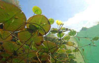 水下 摄影 池塘植物 水生植物 生境 池塘 荷花 植物 水