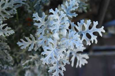 花 性质 外部 植物 冬季 花园 Jacobaea Maritima