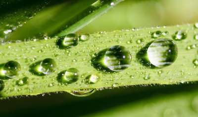叶子 水 绿色 露 自然 降低 滴 雨 植物 湿的 特写