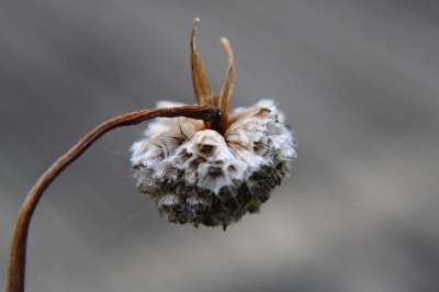Armeria Maritima 干花 自然 工厂 死了 花朵 干