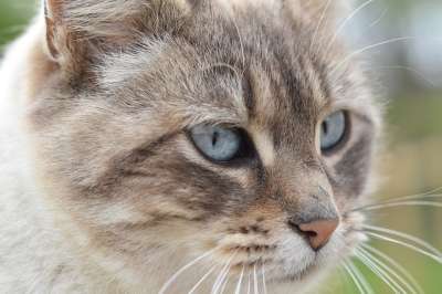 猫 猫头 猫科动物 女性 伴侣 胡子的猫 暹罗比赛欧 可爱的