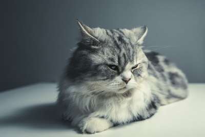 猫 波斯品种 黑灰猫 宠物