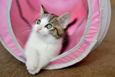 猫 家猫 达乔维茨 小猫 一个整齐干净的猫 猫的眼睛 最喜欢的