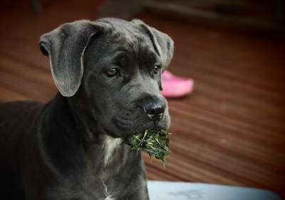 狗 小狗 动物 宠物 可爱的 甘蔗Corso 草 有趣的