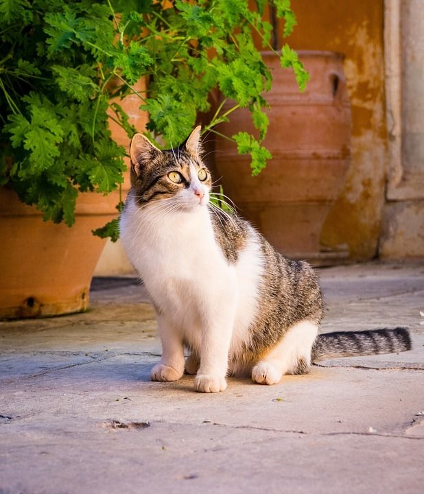 猫 家畜 大花猫 家猫 动物 哺乳动物 宿醉 小猫 猫咪