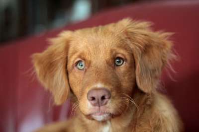小狗 新斯科舍鸭收费猎犬 收银员 宠物 犬类 狗 动物
