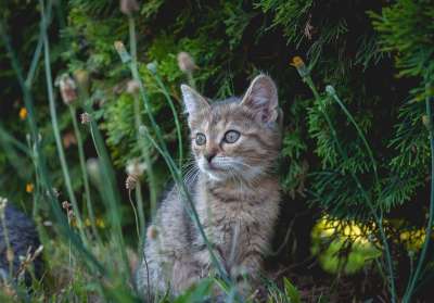 猫 小猫 宠物 年轻的猫 动物 国内的 猫科动物 哺乳动物 草