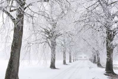 冬天 雪 树 寒冷的 霜 天气 路 大街 小路