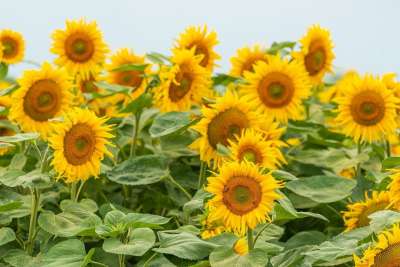 向日葵 场地 黄 花朵 盛开 花 自然 工厂 农业 阳光明媚