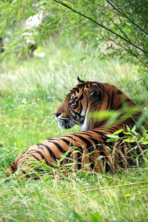 老虎 荒野 捕食者 自然 野猫 食肉动物 猫 丛林 野生动物