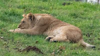 小狮子 猎人 盒 狮子 猫科动物 食肉动物 动物 捕食者 野猫