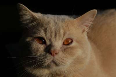 猫 小猫 英国短毛猫 毛皮 蓬松的 柔软的 动物 哺乳动物