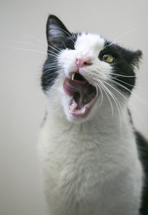 猫 猫科动物 舔 舌头 国内的 宠物 动物 可爱的 白色的