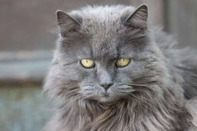 猫 灰色的 家猫 小猫 家畜 动物 可爱的 宿醉 生气 肖像