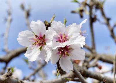 杏仁花 开花 春天 白花