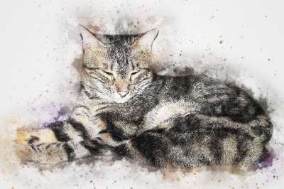 猫 宠物 艺术 抽象 水彩 优质的 小猫 艺术的 设计 水彩画