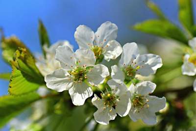 苹果花 花 树 枝杈 白色的 雌蕊 花瓣 果园 花园