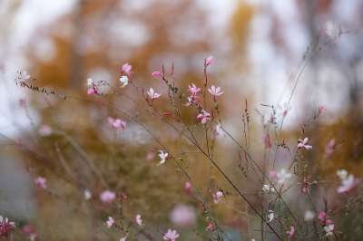 花朵 野花 草地 自然