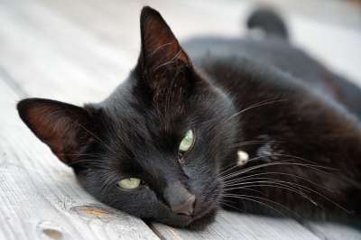 猫 家猫 黑色的 动物 动物肖像 家畜 可爱的