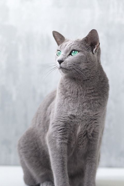 俄罗斯蓝色的 猫 小猫 俄语 灰色的猫 灰色的 宠物 可爱的