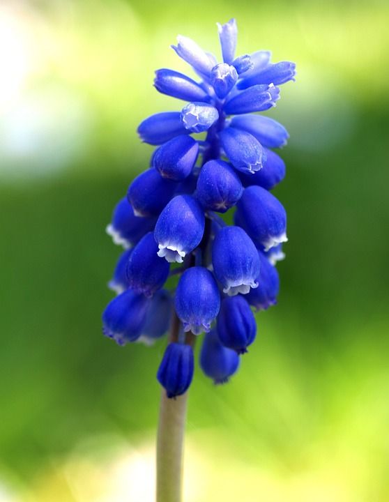 葡萄风信子 风信子 蓝色的 花 植物 自然 户外的 巴西 丛林