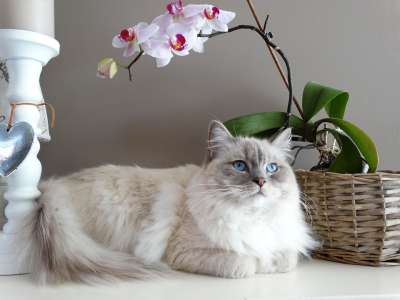 猫咪 远程访问 布娃娃 宠物 蓝色 猫咪 猫咪 猫咪 猫咪