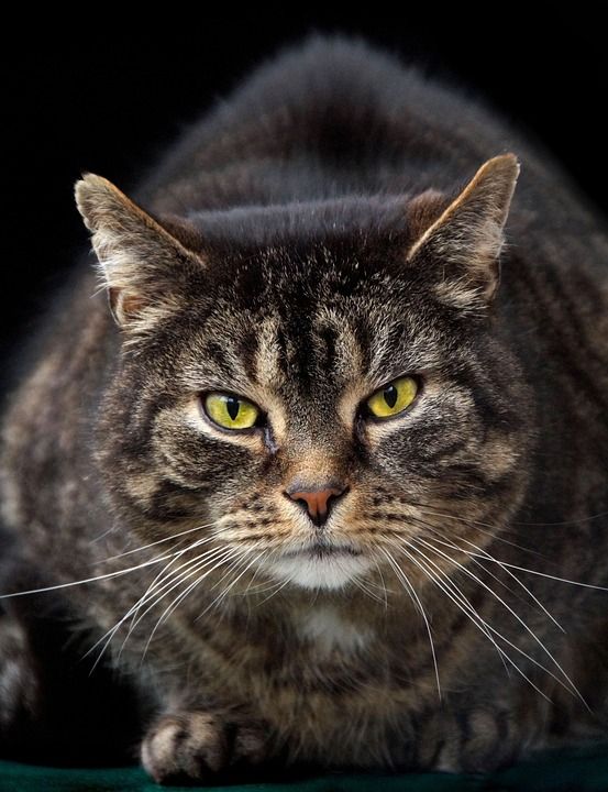 鲭鱼 宿醉 家猫 猫脸 猫 猫眼 小猫 Katzenkopf