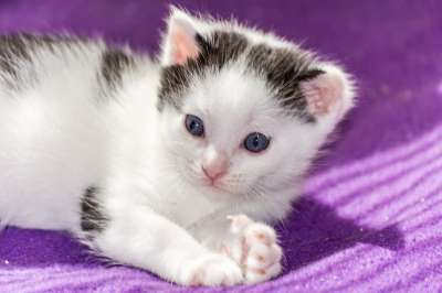 小猫 猫宝宝 年轻的猫 猫 偎 可爱的 动物 猫家族 幼兽