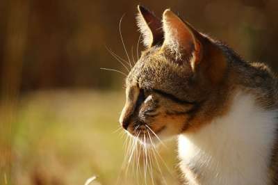 猫 家猫 大花猫 虎猫 鲭鱼 小猫 猫脸 Katzenkopf