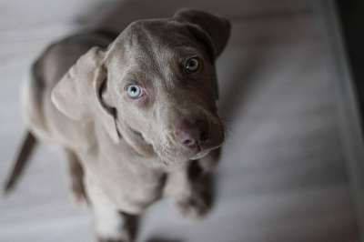 犬只 小狗 鼻子 狗 灰色的 家畜