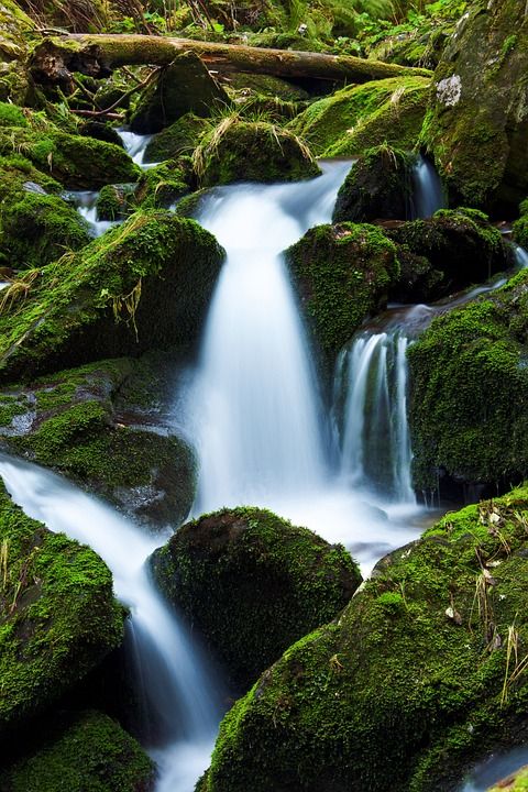 溪 下降 流动 森林 绿色 景观 苔藓 运动 山 自然 河
